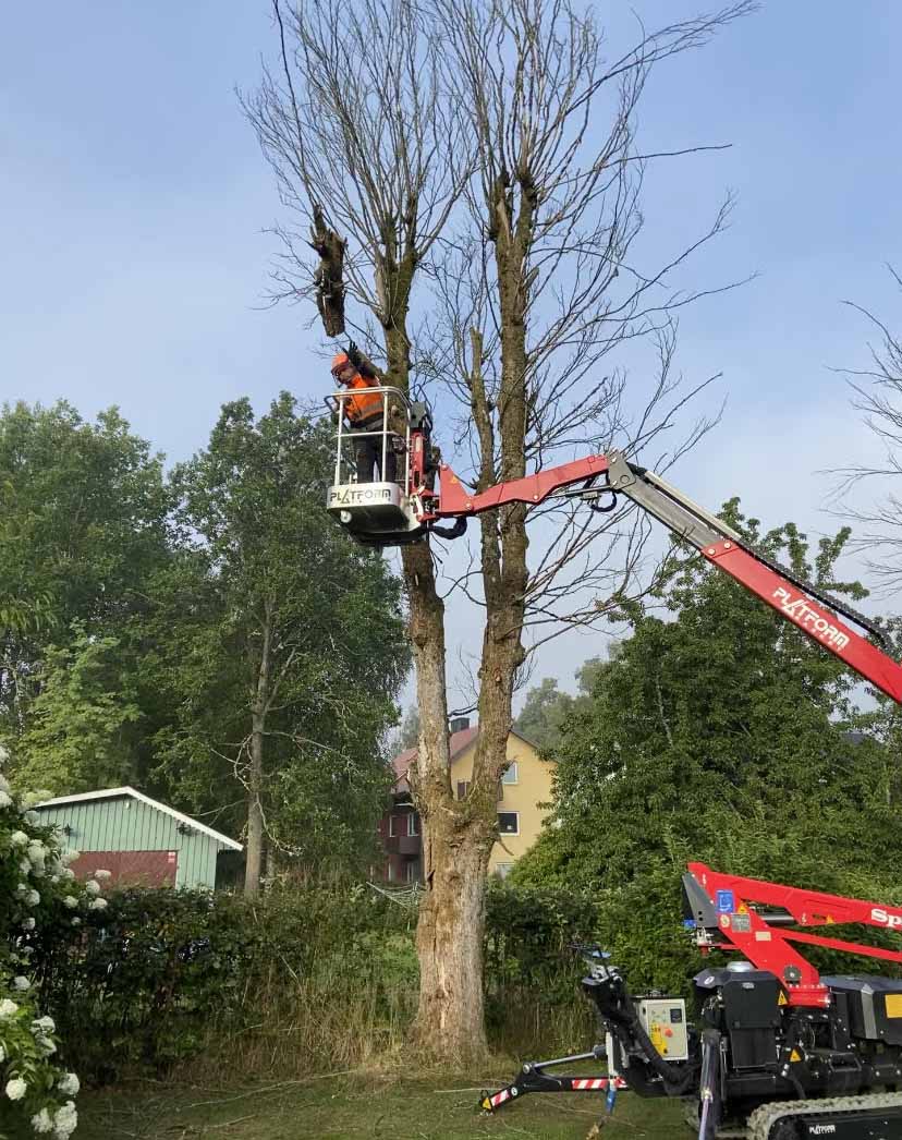 Anlita Runemyrs Alltjänst för trädfällning i Halmstad